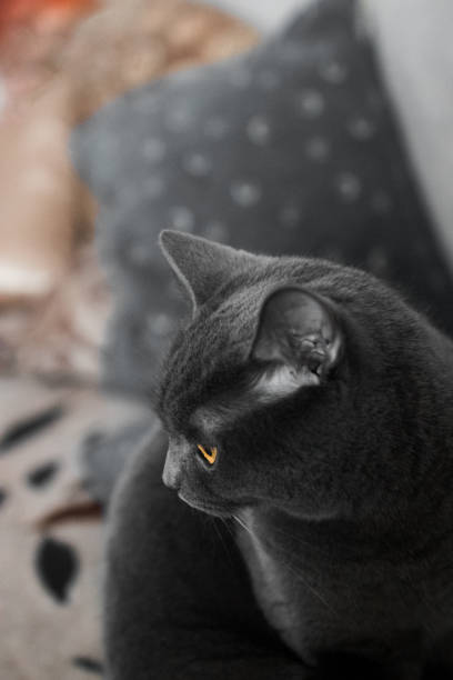 istock portrait of a British gray cat, close-up, space copy 1423752889