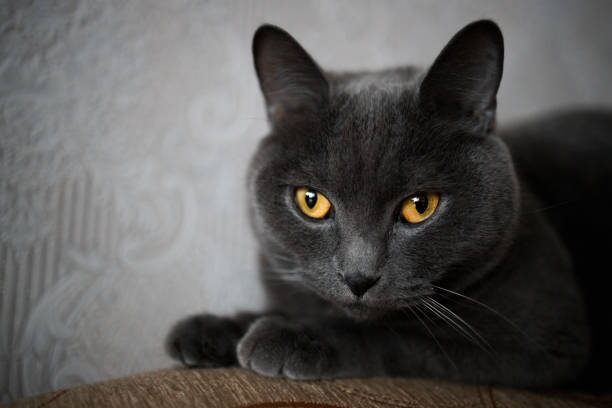 istock portrait of a British gray cat, close-up, space copy 1423752903