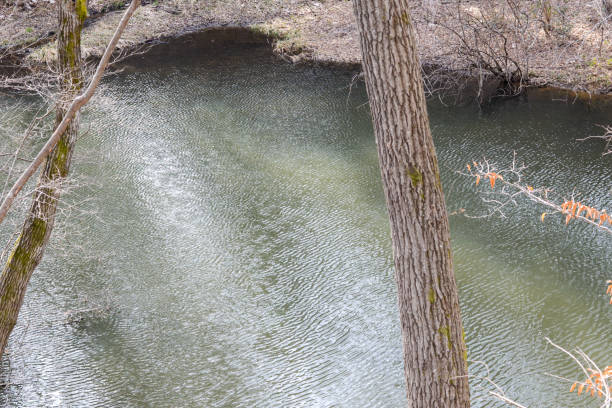 Ripples in a pond in a copse in winter