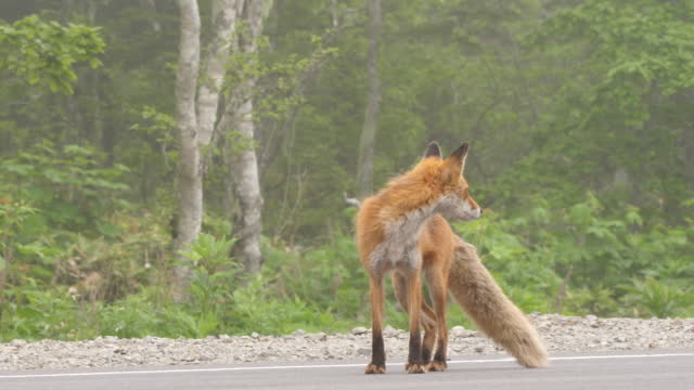Fox on the road (Kuril Islands)