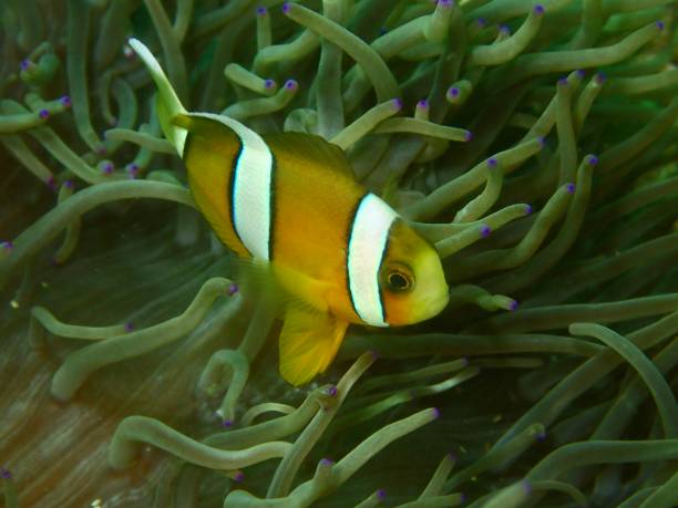 istock Clownfish in anenome 1423756788