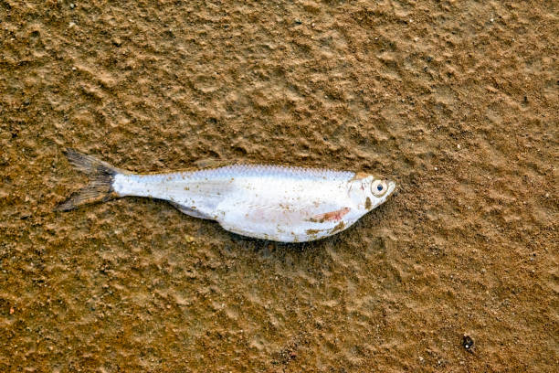 A sun dried fish after a drought.