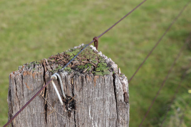 istock close up of old fence post covered in moss 1423763555