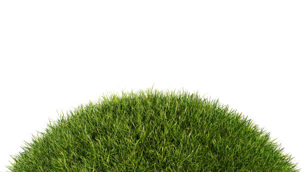 istock Grassy hill isolated on a white background. Grass sphere, 3d rendering. 1423765130
