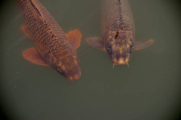 istock Colorful koi fish in the Lake 1423765448