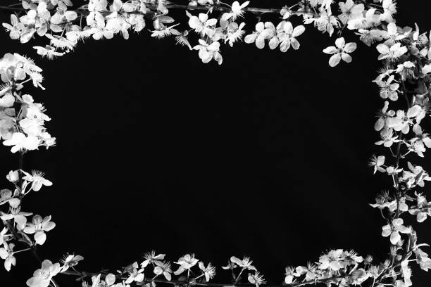 istock Frame made of white flowers on black background. Top view floral composition. Flat lay arrangement. Spring background concept background decorate by bird cherry bud blossom. Postcard with copy space 1423766471