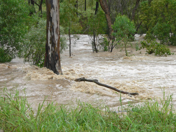 istock Creek with trees overflowing with water after a storm 1423767365