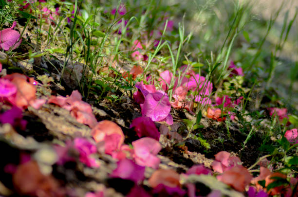 istock bougainvillea flower litter 1423770838