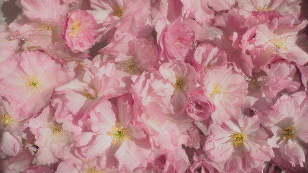 fleurs roses fond sakura cerise. mur de fleurs. mise au point sélective douce. carte postale de vacances. pétales roses et étamines jaunes. beau fond. art des pétales. fleur de cerisier printanier. prunus serrulata - toned image pink sakura cherry blossom photos et images de collection