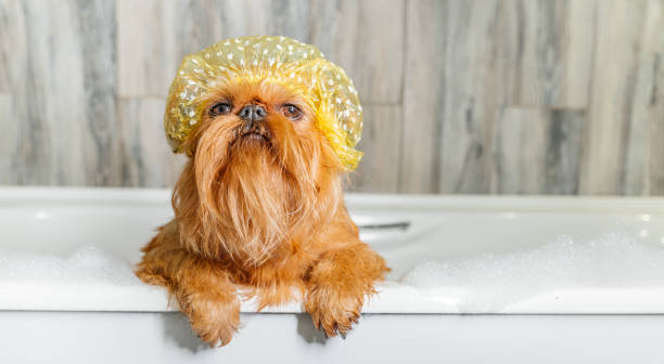 grifone di bruxelles nella vasca da bagno, indossando una cuffia da bagno. - puppy isolated animal cute foto e immagini stock
