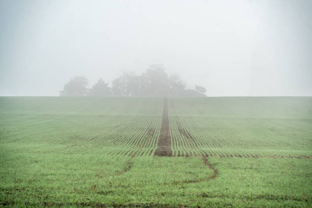istock Strong fog above field 1423774651