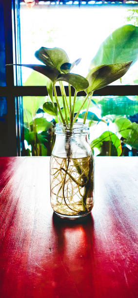 istock leaves in a small glass pot 1423774864