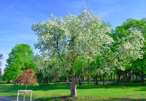 istock Blooming apple trees in the park 1423776217