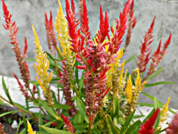 Celosia is a plant that belongs to the Amaranth family. This flower plant comes from areas in Africa. In Indonesian, the celosia flower is also often called the chicken's comb flower. This name is given because the shape of the flower is similar to a chicken's comb