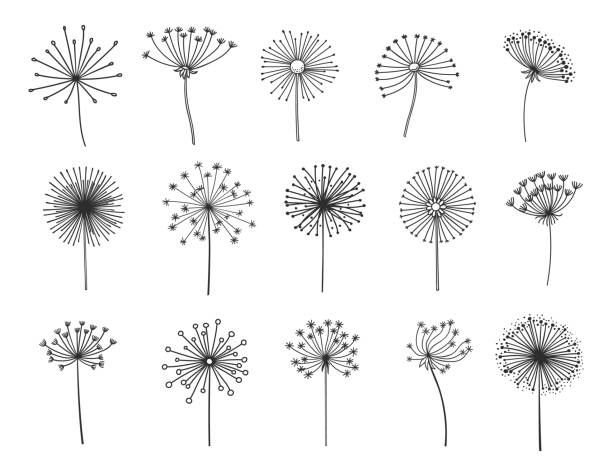 Dandelion silhouettes set, flower seeds in wind Dandelion silhouettes set, flower seeds in wind, vector flying spring blossoms. Dandelion plant floral fluffs in thin line, fluffy dandelion pattern in blow, softness, freedom or tranquility symbol silhouette of dandelion tattoo stock illustrations