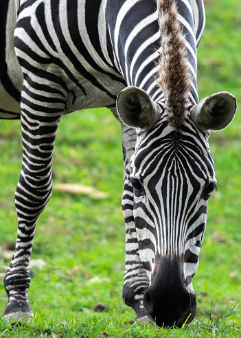 Closeup of a zebra’s face while grazing in the grass.