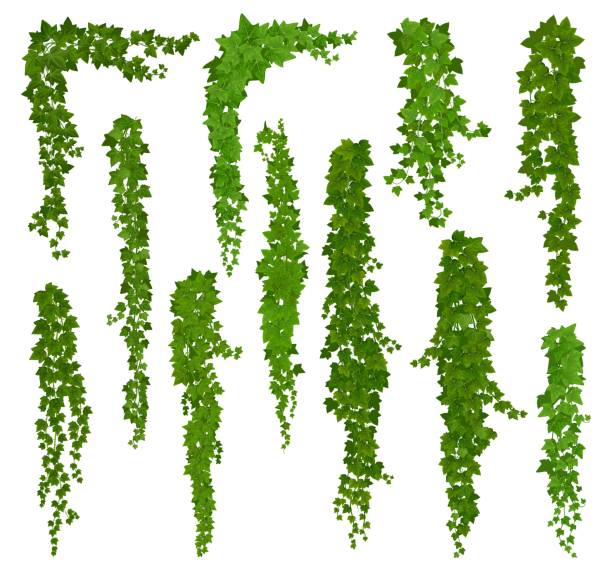 Vertical isolated ivy lianas, cartoon vector set Vertical isolated ivy lianas, cartoon vector set of green vines with leaves corners, frames or borders. Climbing hedera creeper plant foliage. Tendril branches anf ivy lianas tendril stock illustrations