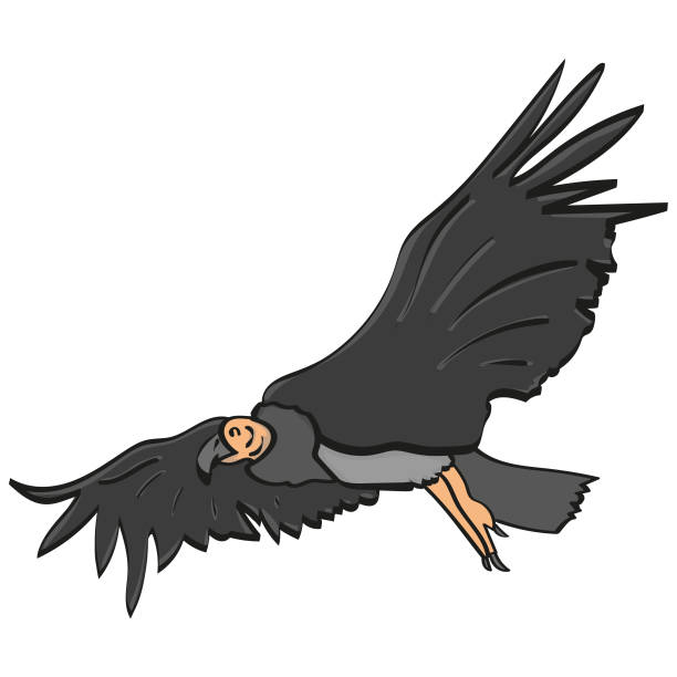Condor chilean national bird flying Bird condor condor stock illustrations