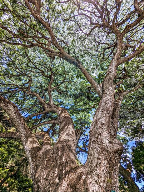 istock scenery at wimea botanical garden in oahu hawaii 1423783517