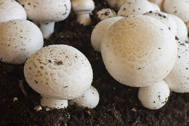 Growing button (field) mushrooms stock photo