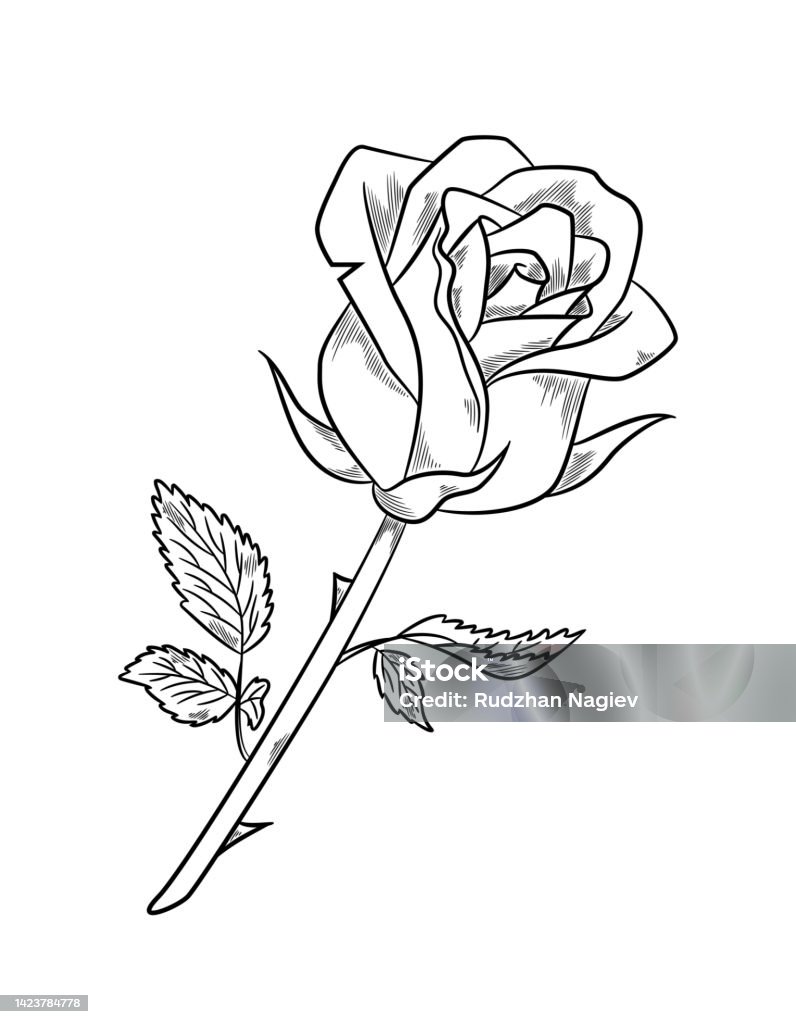 Beautiful Rose Sketch Stock Illustration - Download Image Now ...