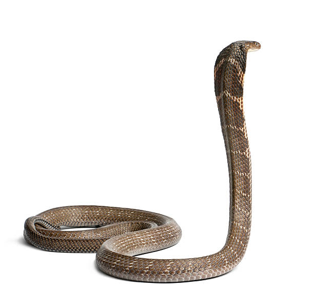 istock king cobra - Ophiophagus hannah, poisonous, white background 142378493