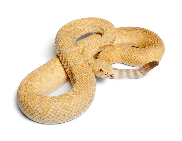 istock albinos western diamondback rattlesnake - Crotalus atrox, poisonous, white background 142378495