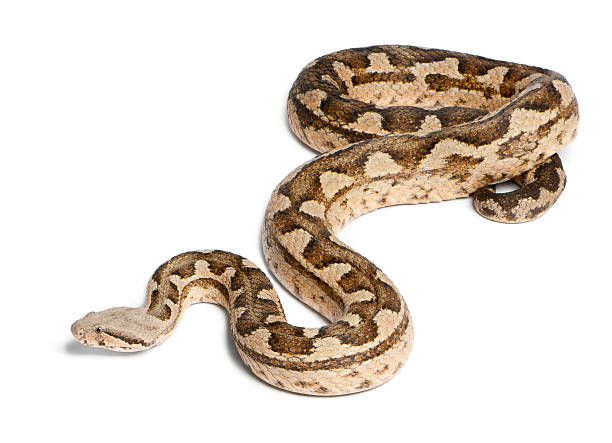 Moorish viper  - Macrovipera mauritanica, poisonous, white background