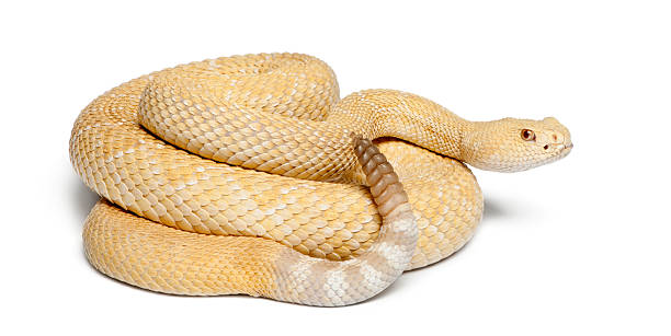 istock albinos western diamondback rattlesnake - Crotalus atrox, poisonous, white background 142378506
