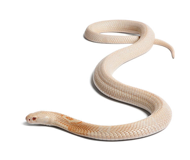 istock Albinos monocled cobra  - Naja kaouthia (poisonous), white background 142378520