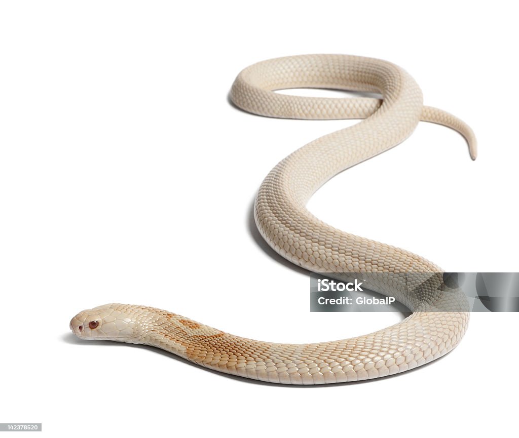 Rắn Hổ Mang Monocled Albinos Naja Kaouthia Nền Trắng Hình ảnh Sẵn ...