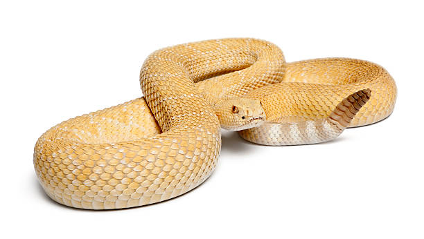 istock albinos western diamondback rattlesnake - Crotalus atrox, poisonous, white background 142378557