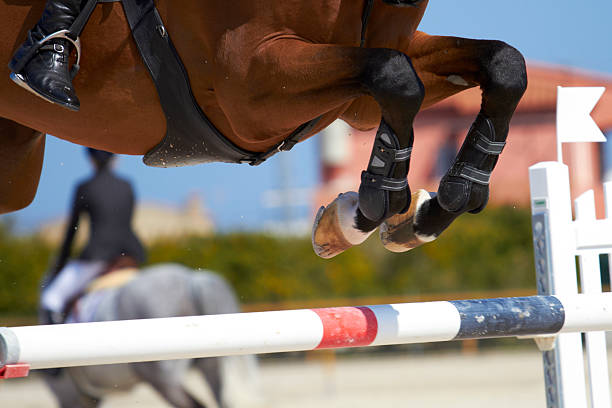 salto de caballo - caballo saltando fotografías e imágenes de stock