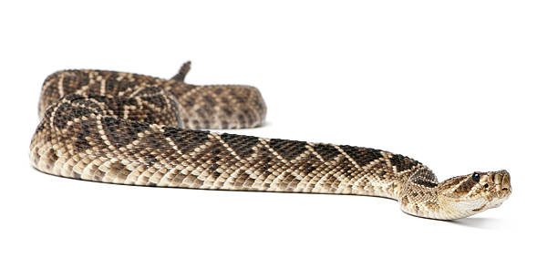 istock eastern diamondback rattlesnake - Crotalus adamanteus , poisonous, white background 142378568