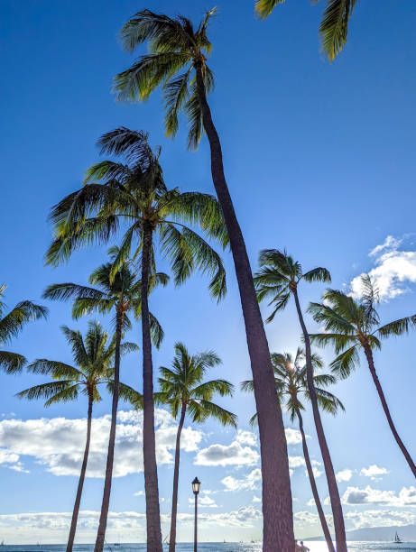 istock palm trees as seen around hawaii islands 1423786893
