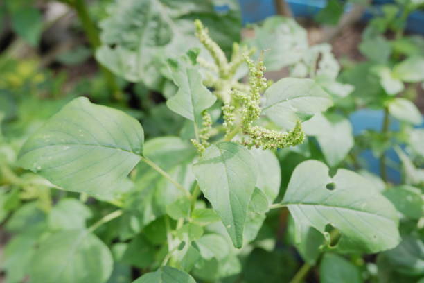 selectively focus on wild spinach or pull out green flowers, scientific language is called Amaranthus viridis selectively focus on wild spinach or pull out green flowers, scientific language is called Amaranthus viridis amaranthus retroflexus stock pictures, royalty-free photos & images