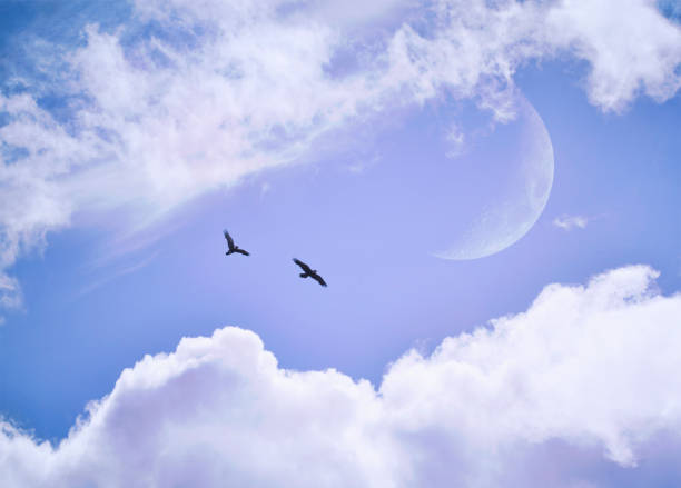 Two ravens flying together in a cloudy blue sky with a crescent moon.