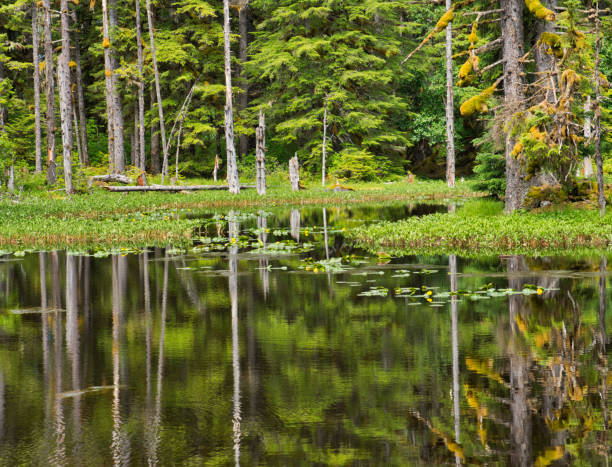istock Black water pond in summer. 1423788049