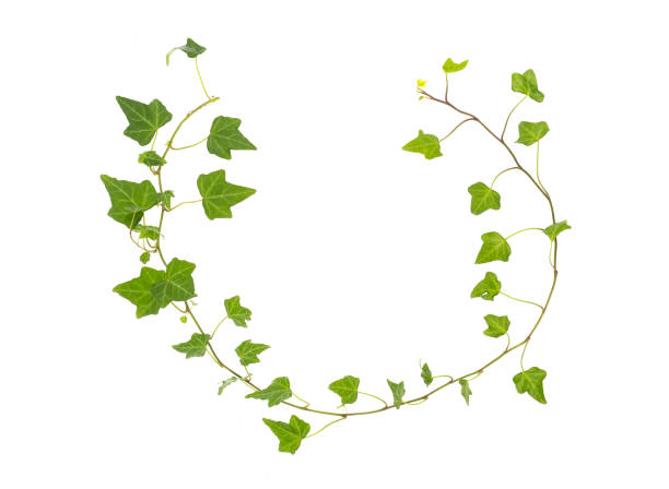 istock ivy leaves isolated on white 1423788838