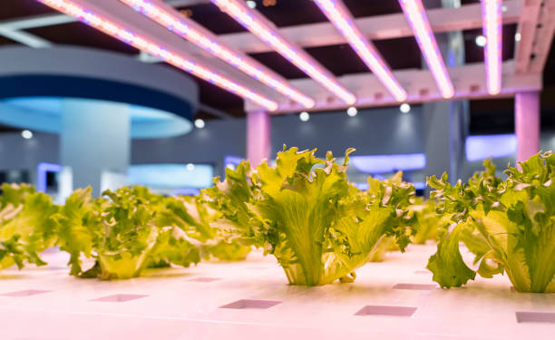 istock Greenhouse vegetables Plant with Led Light Indoor Farm Technology 1423788842