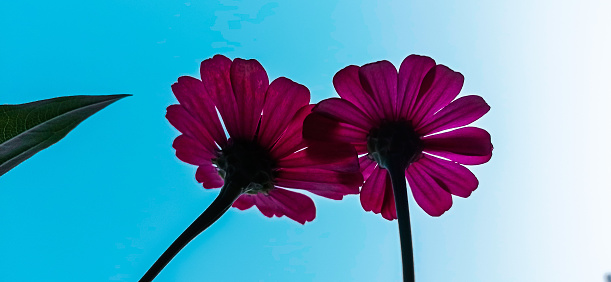the two flowers in the photo from below and showing the sky background are also good. This picture is taken from Central Java, Indonesia