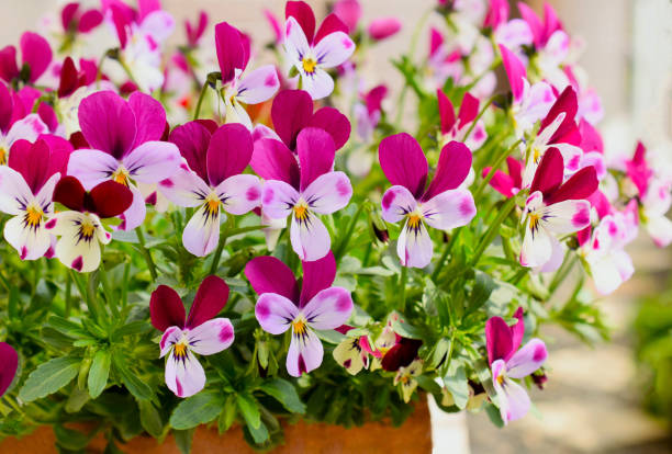 istock viola flowers in the spring garden. 1423790203