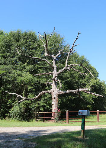 large dead tree in front of a stand of trees behind an iron fence on a farm with driveway across the bottom of the photo and a mailbox on the side