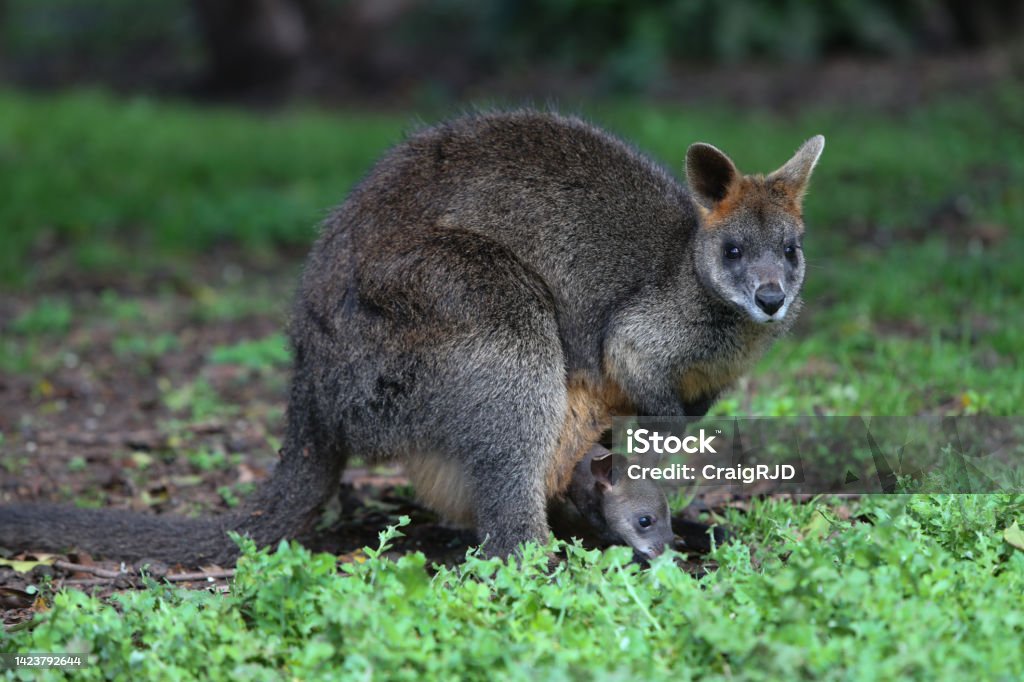 Baby Wallaby in the Pouch Close up image of a baby wallaby in the mother's pouch. Victoria, Australia. Wallaby Stock Photo