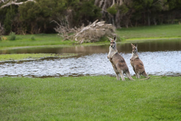 istock Two Red Kangaroos by the Lake 1423792649
