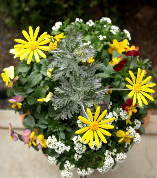 istock spring flowers in the garden. 1423795069