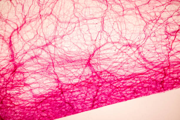 Connective tissue human and Striated muscle human under the microscope in Lab.