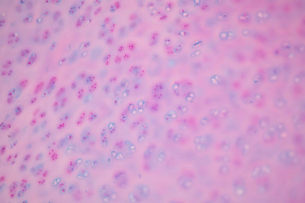 Connective tissue human and Striated muscle human under the microscope in Lab.