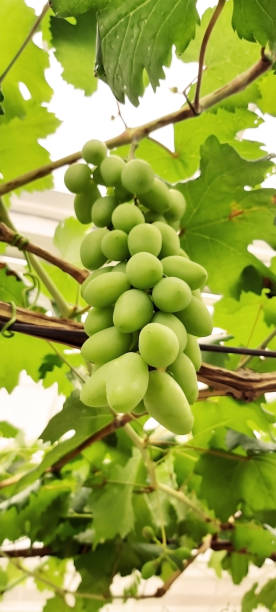 istock Grapes in the garden. 1423799317