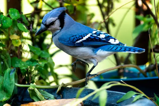 Bluejay arrives in the garden